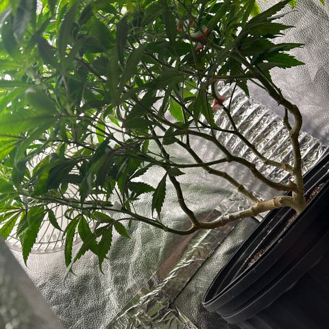 OG RuntZ growlog timeline photo