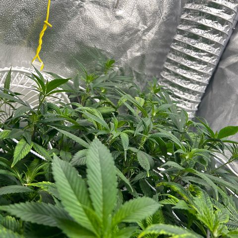 OG RuntZ growlog timeline photo