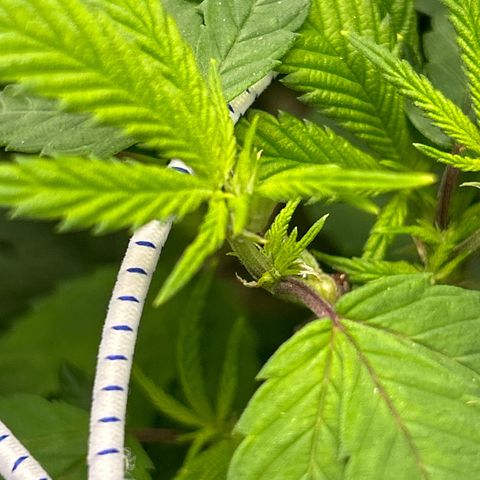 Bully Kush growlog timeline photo