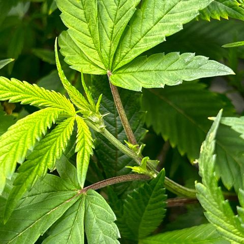 Bully Kush growlog timeline photo