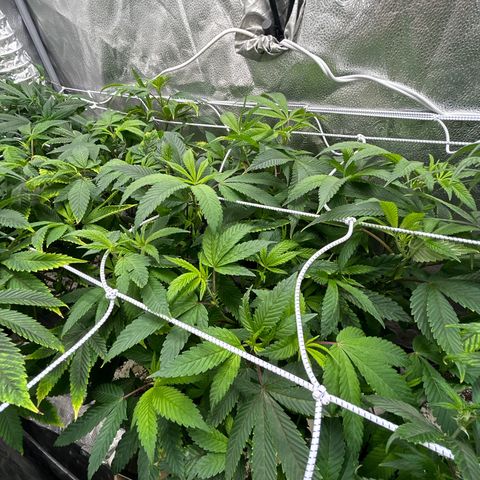 Bully Kush growlog timeline photo