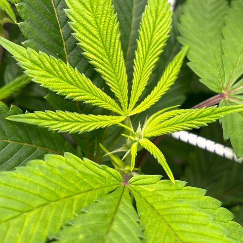 Bully Kush growlog timeline photo