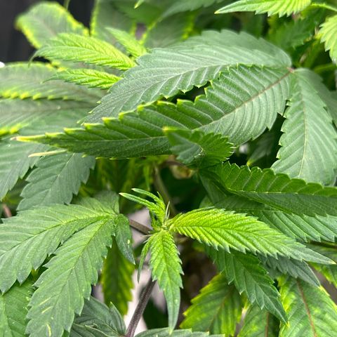 Bully Kush growlog timeline photo