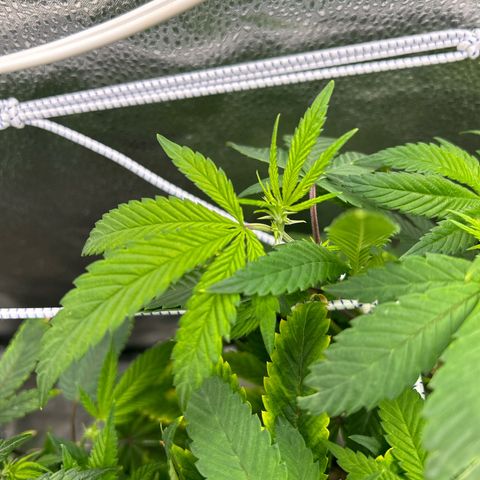 Bully Kush growlog timeline photo
