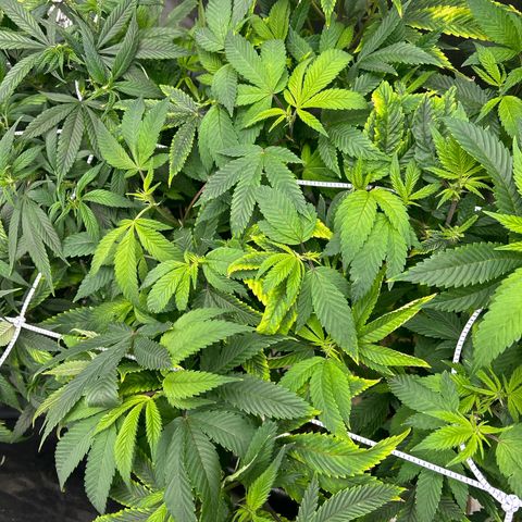 Bully Kush growlog timeline photo