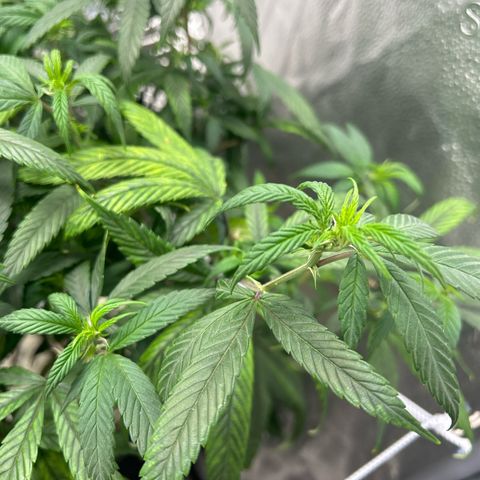 OG RuntZ growlog timeline photo