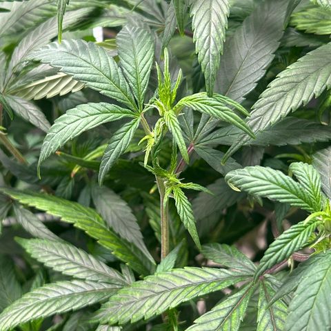 OG RuntZ growlog timeline photo