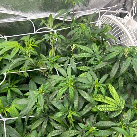 OG RuntZ growlog timeline photo