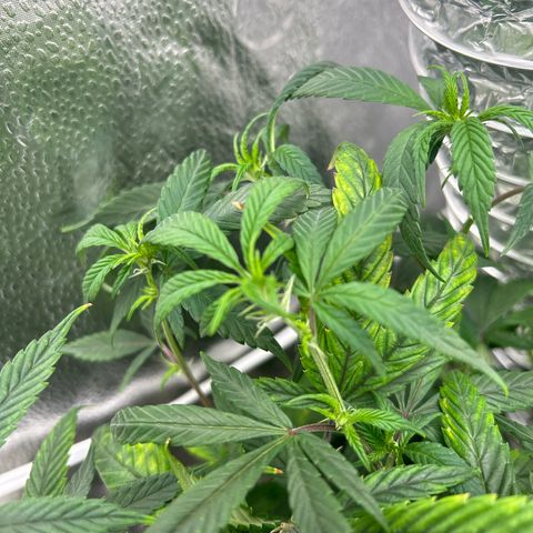 OG RuntZ growlog timeline photo