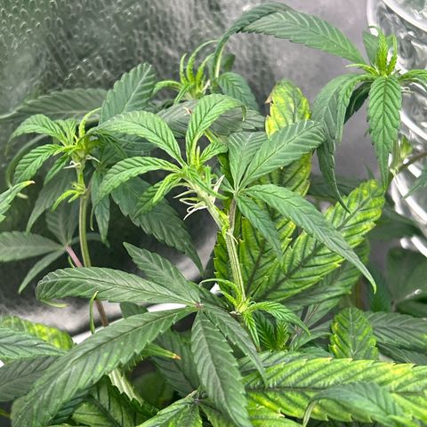 OG RuntZ growlog timeline photo