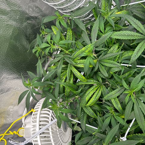 OG RuntZ growlog timeline photo