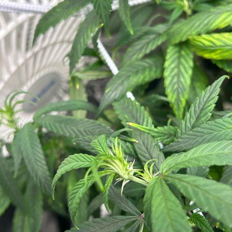 OG RuntZ growlog timeline photo