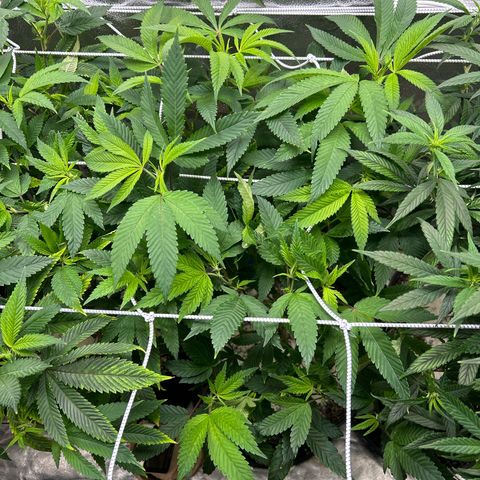 Bully Kush growlog timeline photo