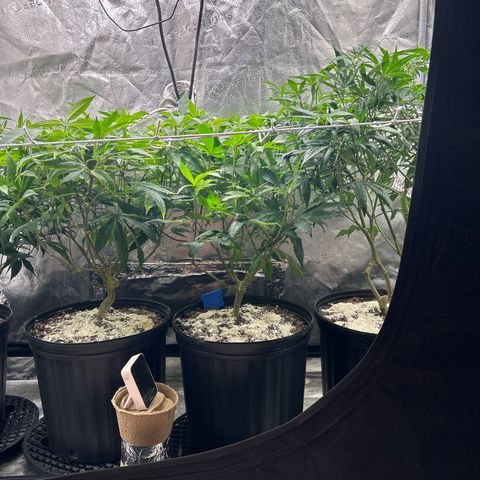 Bully Kush growlog timeline photo