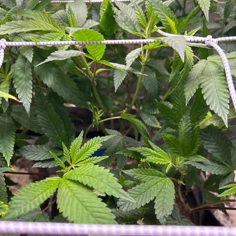 Bully Kush growlog timeline photo
