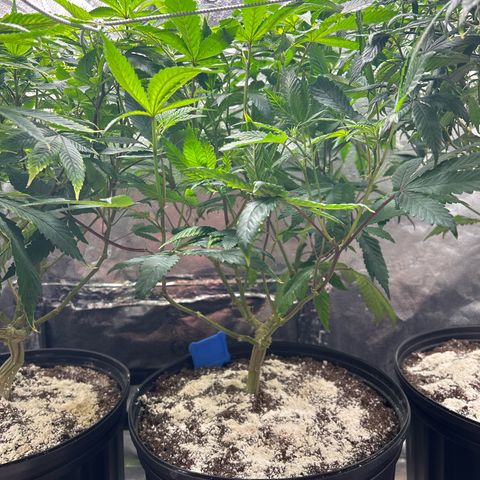 Bully Kush growlog timeline photo
