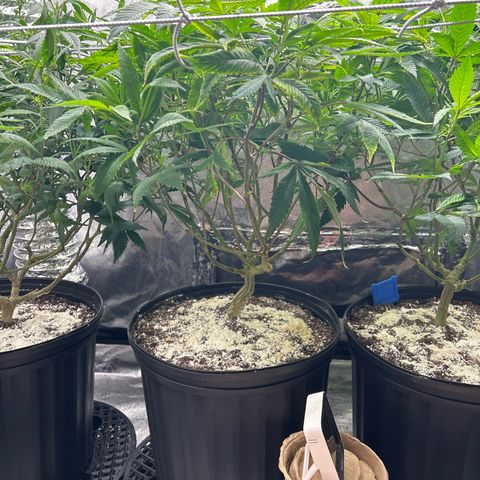 Bully Kush growlog timeline photo