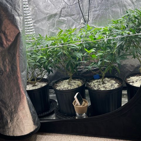 Bully Kush growlog timeline photo