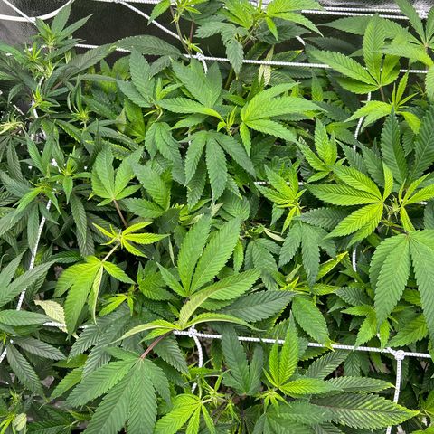 Bully Kush growlog timeline photo