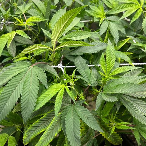 Bully Kush growlog timeline photo