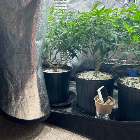 OG RuntZ growlog timeline photo