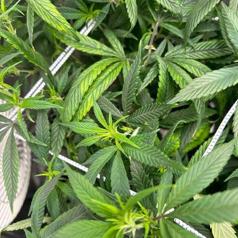 OG RuntZ growlog timeline photo