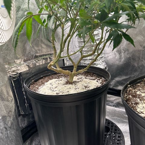 OG RuntZ growlog timeline photo