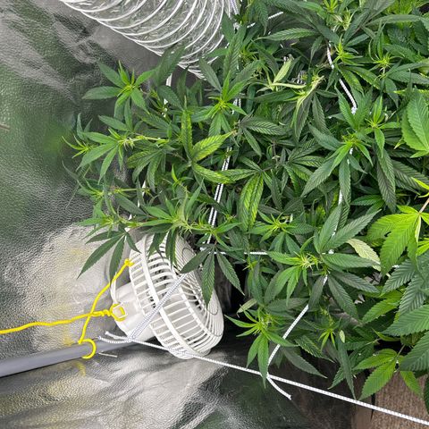 OG RuntZ growlog timeline photo