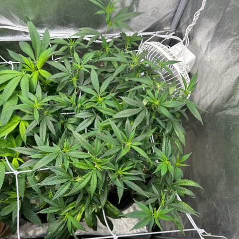 OG RuntZ growlog timeline photo