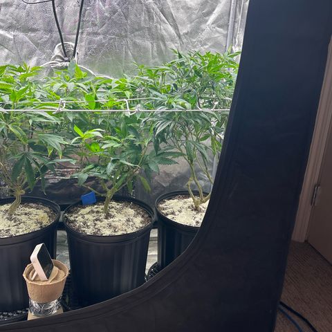 OG RuntZ growlog timeline photo