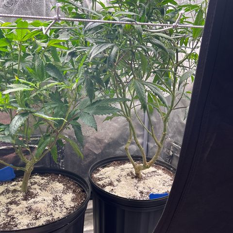 OG RuntZ growlog timeline photo