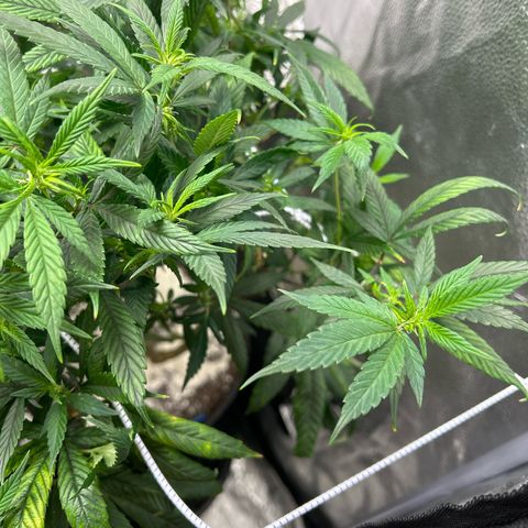 OG RuntZ growlog timeline photo