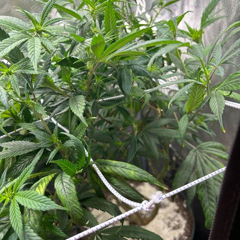 OG RuntZ growlog timeline photo
