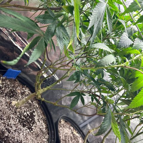 Bully Kush growlog timeline photo