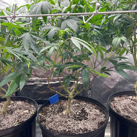 Bully Kush growlog timeline photo