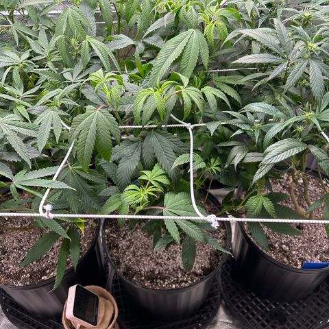 Bully Kush growlog timeline photo