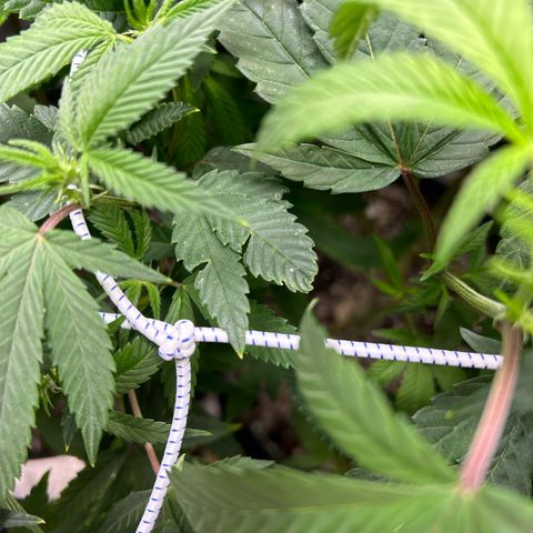 Bully Kush growlog timeline photo