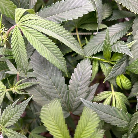 Bully Kush growlog timeline photo