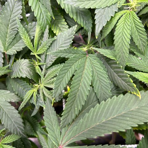 Bully Kush growlog timeline photo