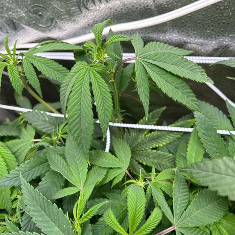 Bully Kush growlog timeline photo