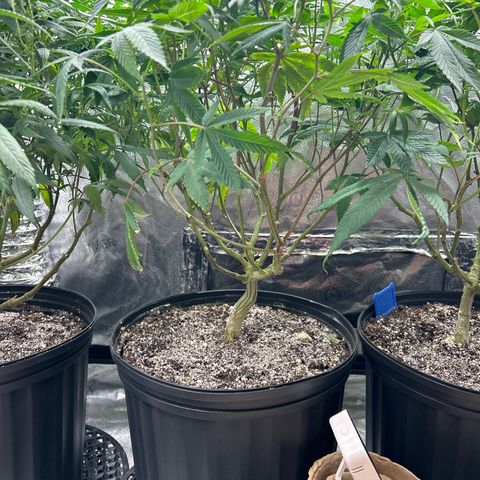 Bully Kush growlog timeline photo