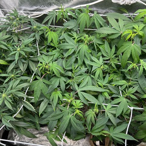 Bully Kush growlog timeline photo