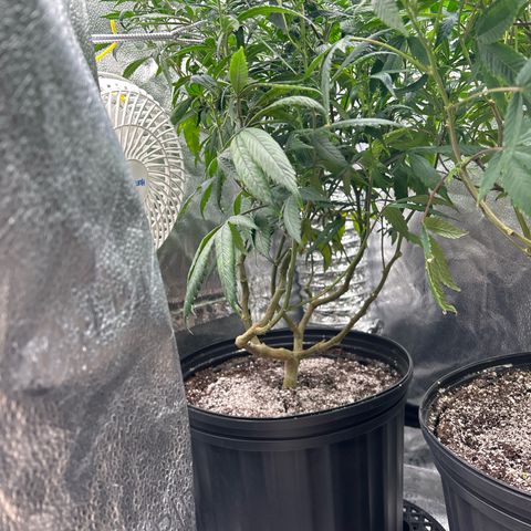 OG RuntZ growlog timeline photo
