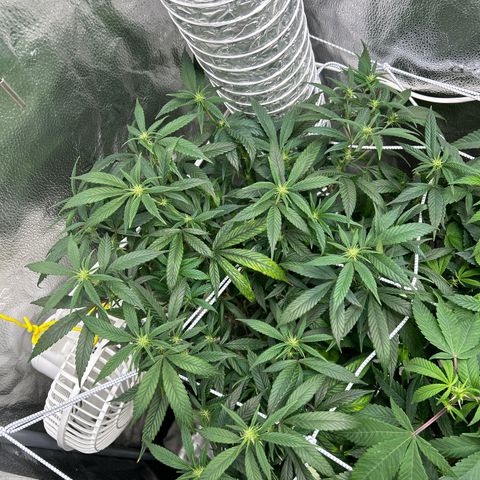 OG RuntZ growlog timeline photo