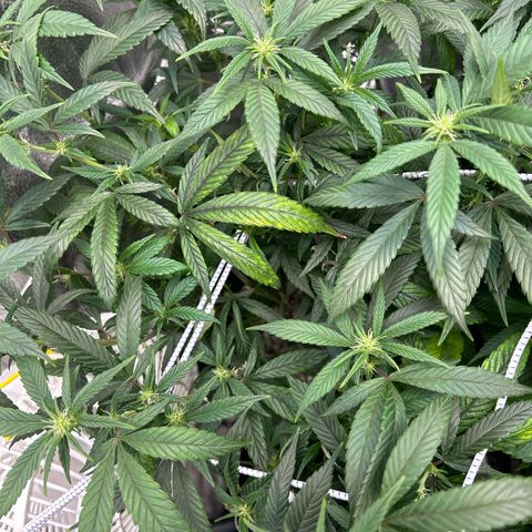 OG RuntZ growlog timeline photo