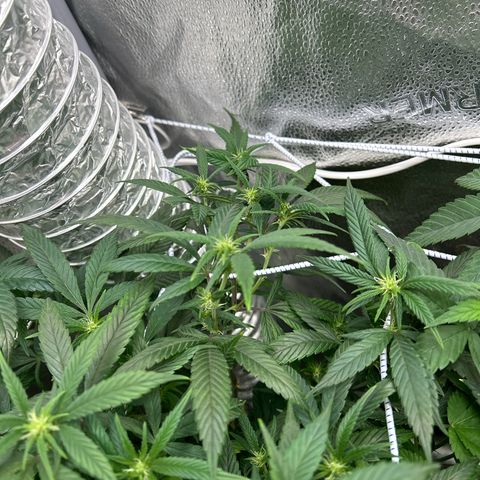OG RuntZ growlog timeline photo