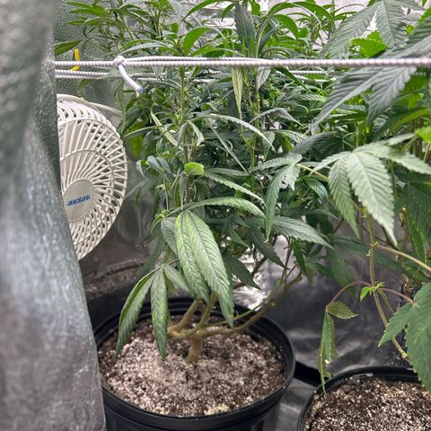 OG RuntZ growlog timeline photo