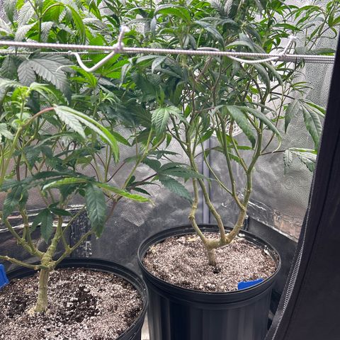 OG RuntZ growlog timeline photo