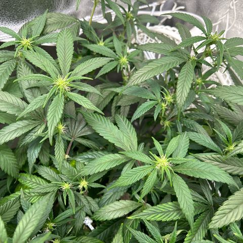 OG RuntZ growlog timeline photo