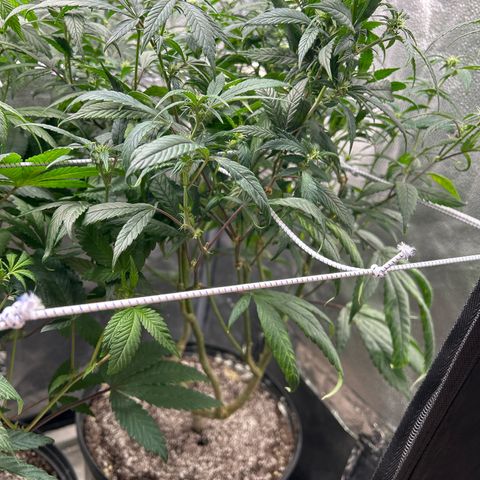 OG RuntZ growlog timeline photo